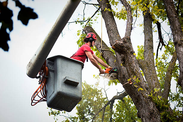 Best Tree Clearing Services  in Carrollwood, FL